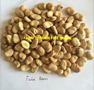 10-12mt Faba Bean Seed 