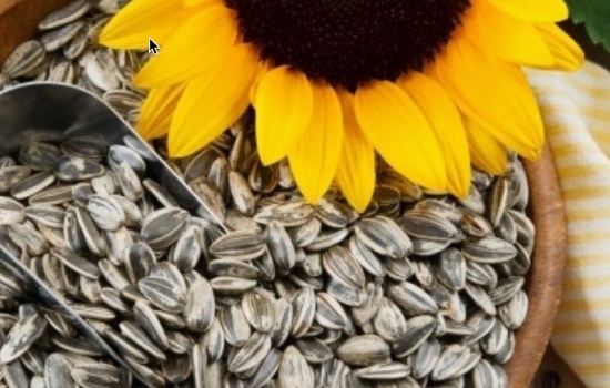 Grey Stripe Sunflower (April 2021 Harvest)