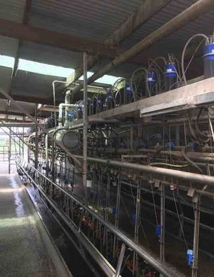 38 a Side Dairy Plant for Sale