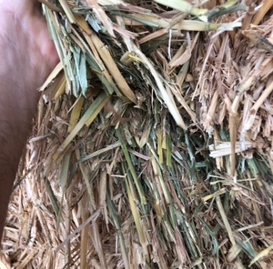 Wheaten Hay
