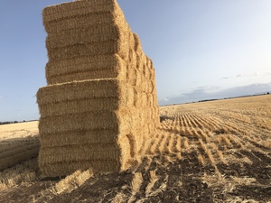 Barley Straw 8x4x3 Bales 530+ Kg's