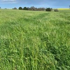 EOI 100ha Standing Ryegrass, Clover