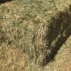 WHEAT HAY 