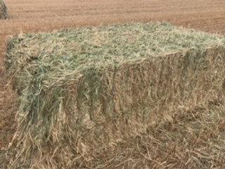 Oaten hay 