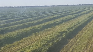 **Price Reduced** Clover / Lentil Hay For Sale in 8x4x3's - Shedded - See Feed Test