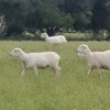 Australian White Ewes and Rams