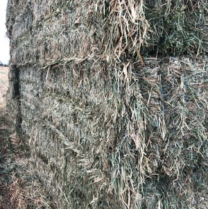 Oaten Hay