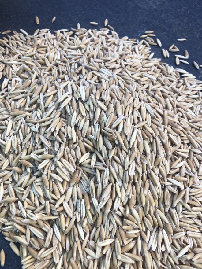 MILLING OATS FOR SALE