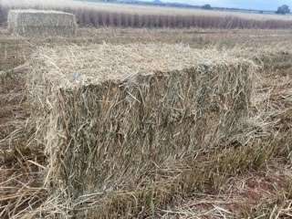 New Season Oaten hay 