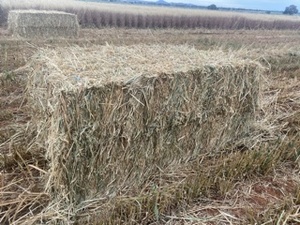 New Season Oaten hay 