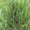 Bale Buster Haymix 