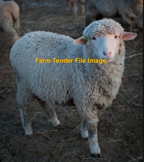 350 Maiden Merino Ewes