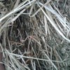 58 x Pasture Hay Rolls Shedded