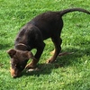 Kelpie Pup