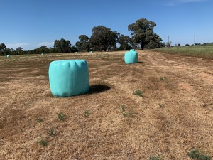 Sub Clover/Ryegrass Silage