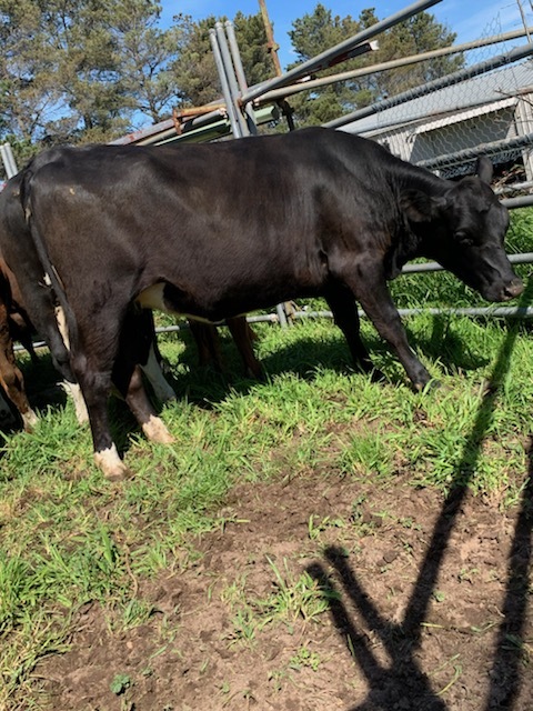 15 PTIC Hereford x Friesian and Angus x Friesian 2 yr old Heifers 