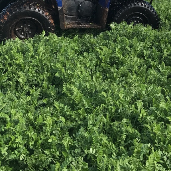 Agistment Vetch grazing