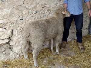 Prime SAMM Grade Rams Available