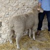 Prime SAMM Grade Rams Available