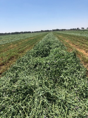 250 x Lucerne Hay 5x4 Rolls