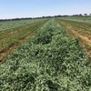 250 x Lucerne Hay 5x4 Rolls