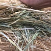 Wheaten / Rye Hay Rolls For Sale