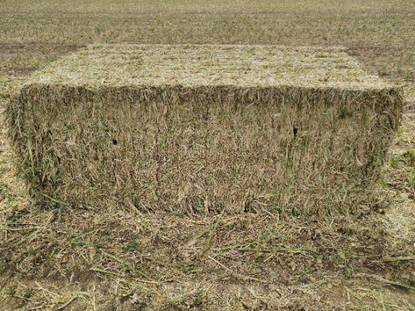 Canola Hay 500kg+ 8x4x3 Bales