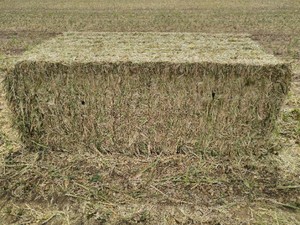 Canola Hay 500kg+ 8x4x3 Bales