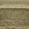 Canola Hay 500kg+ 8x4x3 Bales
