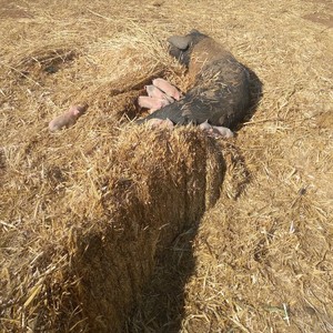 Free range pig herd