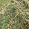 Rye and Clover Pasture Hay  5x4 Bales, Net wrapped.