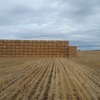 Header Trailed Oaten Straw 417 - 8x4x3 bales 550kg + - Sold By The Ton -