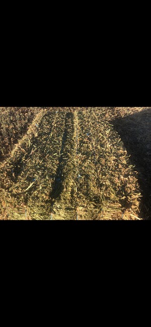 Canola Hay with feed test