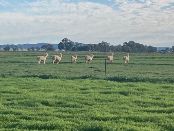 Alpacas x 5