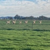 Alpacas x 5