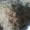 Lucerne Hay Small Squares