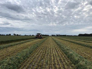 New season Yallara oaten hay, yet to be baled.