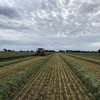 New season Yallara oaten hay, yet to be baled.