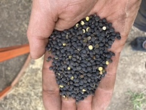 Graded Popany Vetch Seed