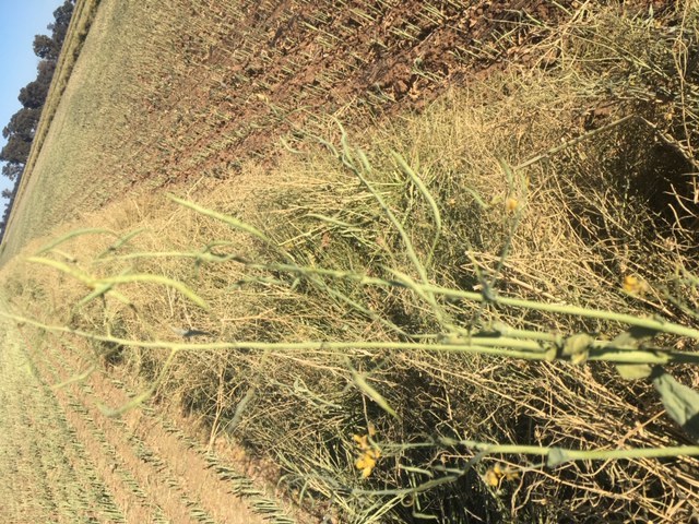 Canola Silage Round Rolls Wrapped