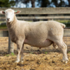 Under Auction - Lot 2 Highlander Ram 190913 (DLE Ram Auction A100 - 10th Sept via Auctionsplus) 