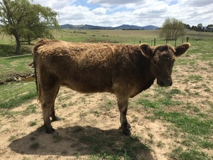 Galloway heifers ready to join