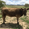 Galloway heifers ready to join