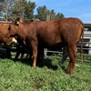 9 PTIC Santa x Friesian 2 yr old Heifers