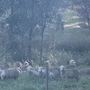 Future breeder Dohne ewe lambs