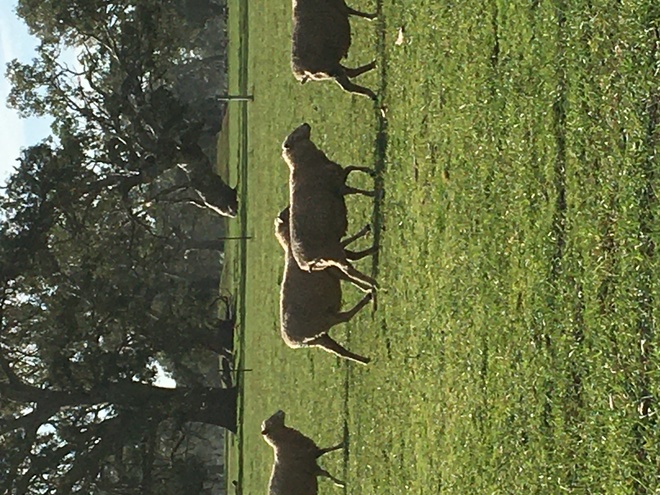 20 ewes scanned in lamb as twins