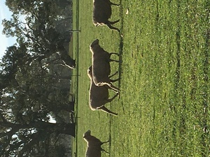20 ewes scanned in lamb as twins