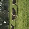 20 ewes scanned in lamb as twins