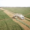 Fine Chopped and Baled Wheaten Silage PRICE REDUCTION