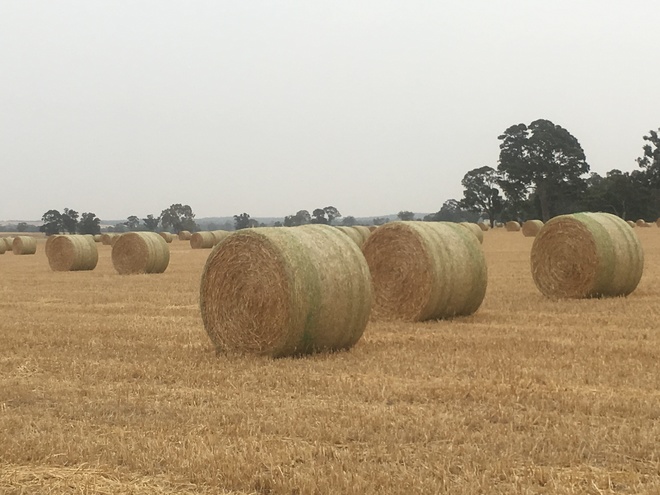 Oaten/ rye Rolls